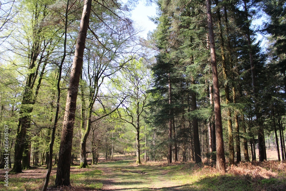 Obraz premium New Forest in Brockenhurst 
