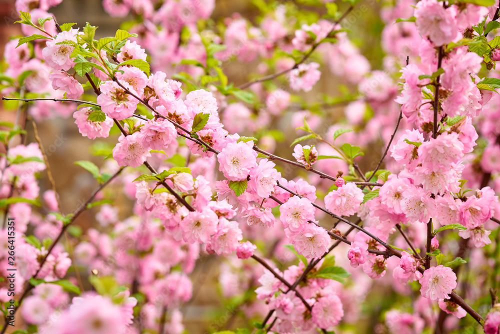Spring flowering bush pink flowers.