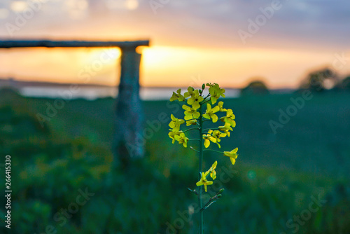 Little yellow flower in the sunset