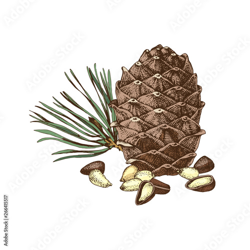 Hand drawn cedar bump and pine nuts