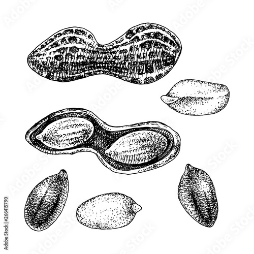 Hand drawn peanut set