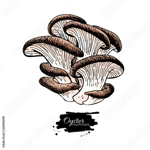 Oyster mushroom hand drawn vector illustration. Sketch food drawing