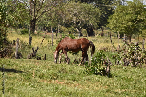 Brown Farm Horse © Andressa