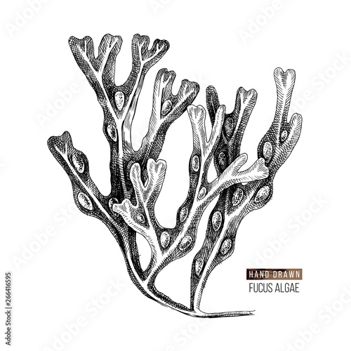 Hand drawn Fucus algae