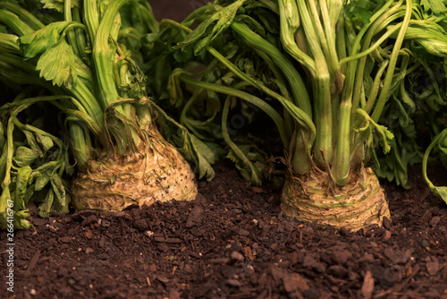 Celeriac or celery root in ground in vegetable garden photo