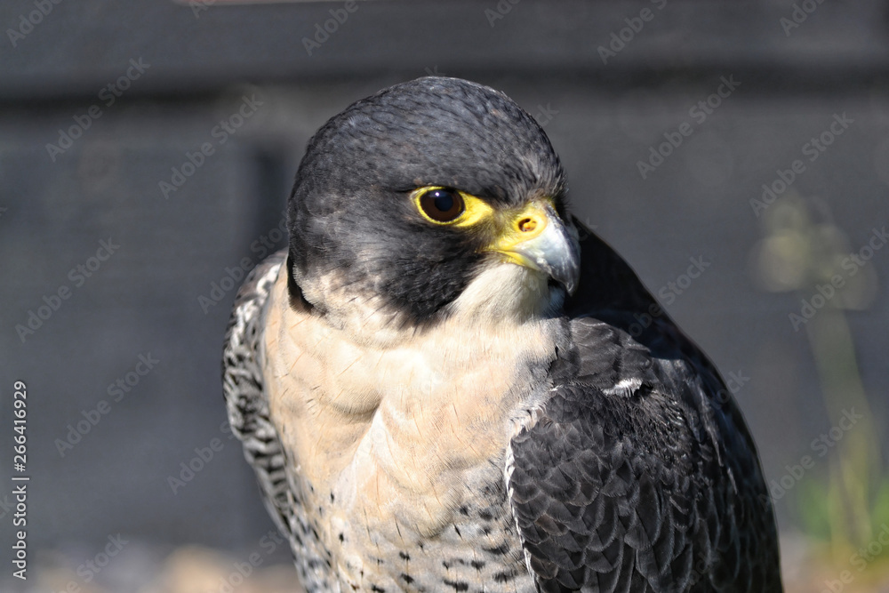 Hawk closeup Hawk closeup
