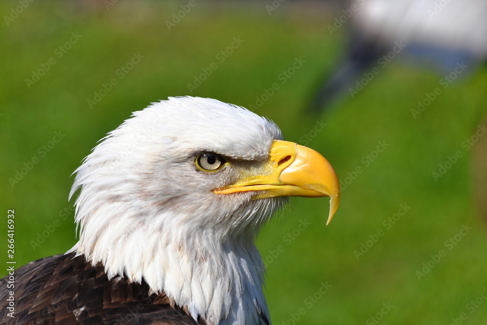 portrait of an american bald eagle portrait of an american bald eagle