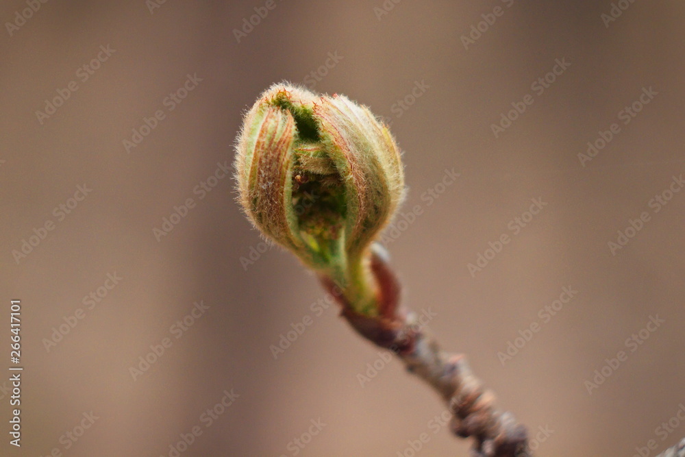 Macro close-up young beautiful green leaves blooming from buds on a branch. Spring concept. Natural background.