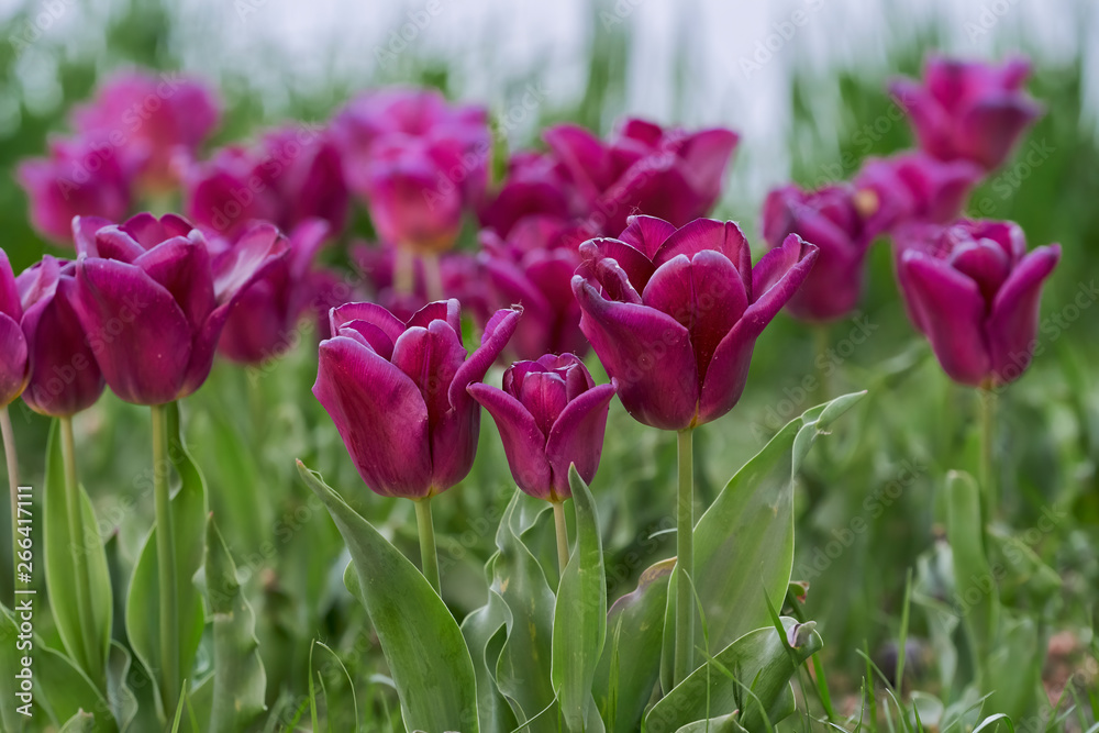 Fototapeta premium Tulipany w kolorze burgund