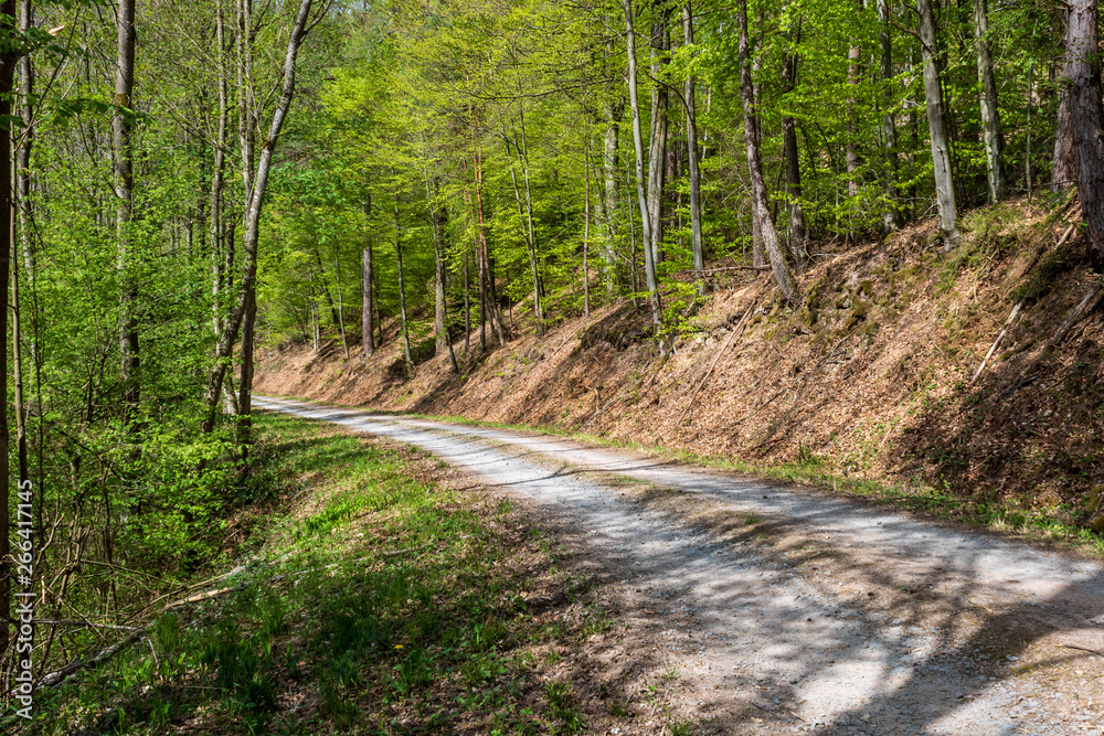 Obraz premium Road in the forest of Odenwald in Germany on a sunny day. Drive into the woods.