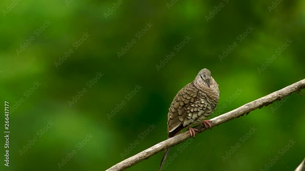 Bird Inca Dove/Columbia inca/Rolinha Bird Inca Dove/Columbia inca/Rolinha