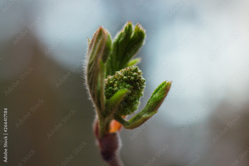 Macro close-up young beautiful green leaves blooming from buds on a branch. Spring concept. Natural background. Macro close-up young beautiful green leaves blooming from buds on a branch. Spring concept. Natural background.