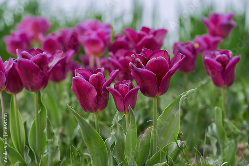 Tulipany w kolorze burgund