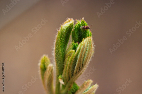 Macro close-up young beautiful green leaves blooming from buds on a branch. Spring concept. Natural background.