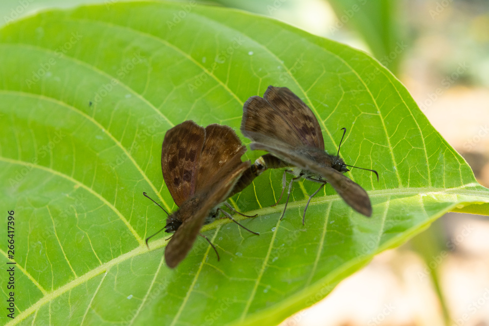 insecto insecto