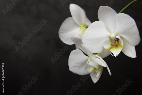 Branch of blooming white orchid, darj background