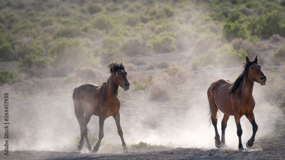 Two Mustangs Running Free in a Cloud of Dust Two Mustangs Running Free in a Cloud of Dust