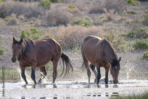 Two Mustangs Playing in Water