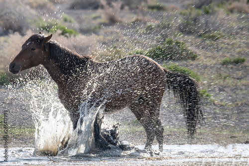 Mustang Splashing Water