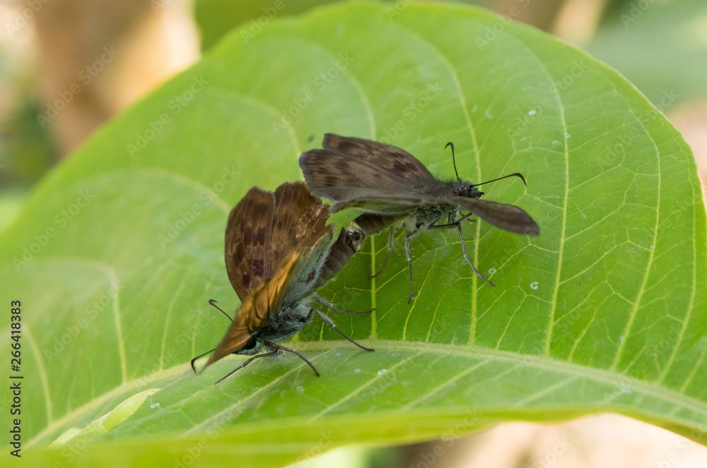 insecto insecto