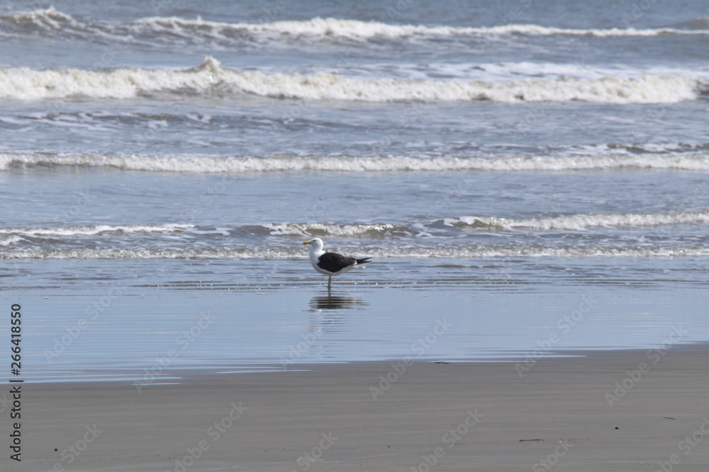 Seagull in the Beach