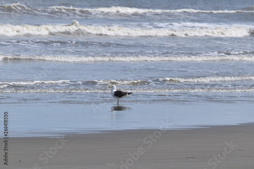 Seagull in the Beach