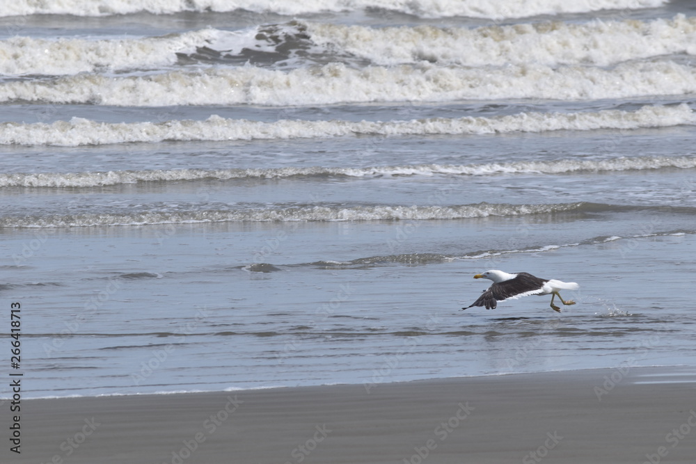Fototapeta premium Seagull in the Beach