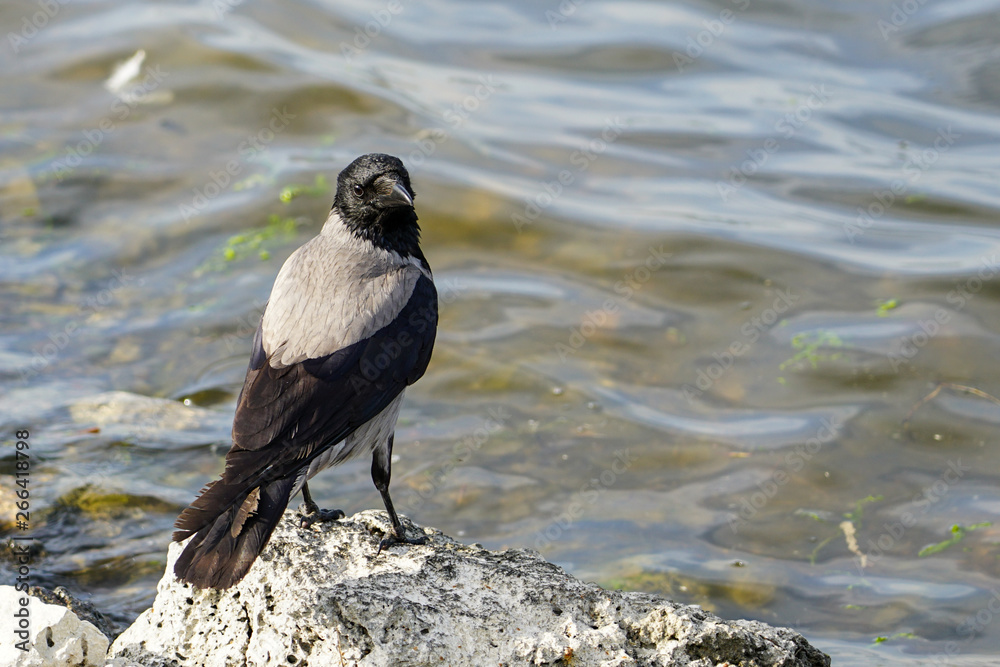 Fototapeta premium The gray crow sits on the shore of the lake
