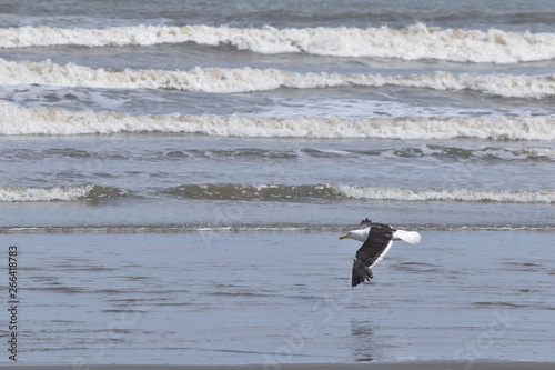 Seagull in the Beach © Andressa
