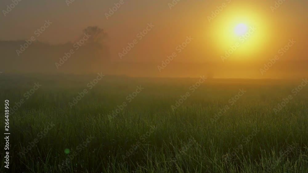 Beautiful field with young juicy grass. Drops of dew glisten in the sun. Sunrise. Wildlife, beautiful view Beautiful field with young juicy grass. Drops of dew glisten in the sun. Sunrise. Wildlife, beautiful view