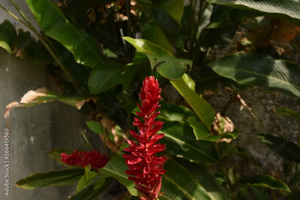 Red Flower in the Garden Red Flower in the Garden