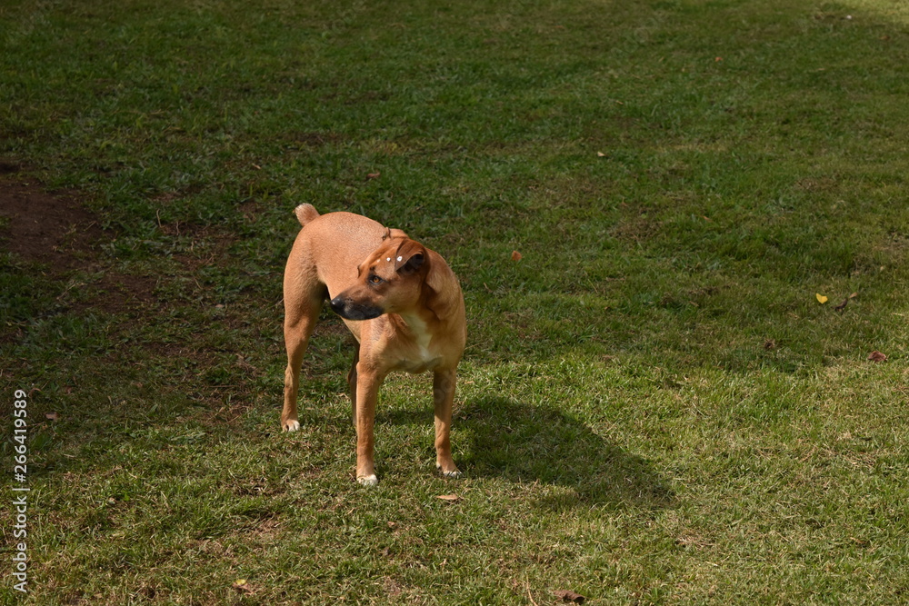 caramel dog on grass