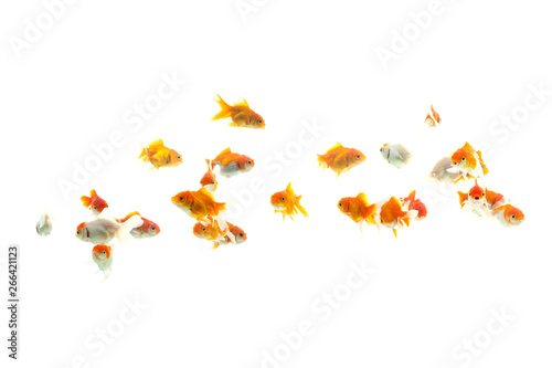 Goldfish carassius auratus  white background