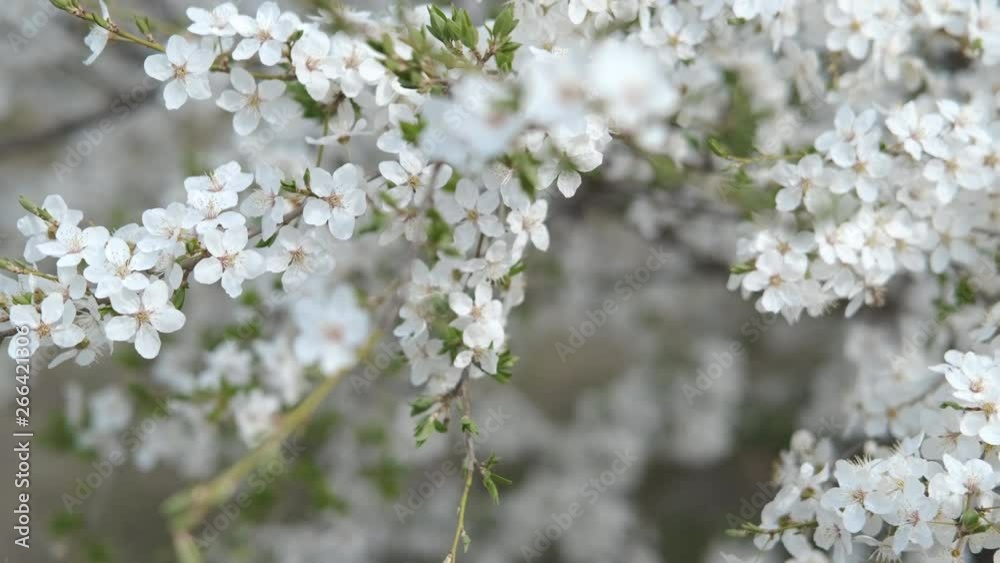 Plum blossom. Beautiful blooming sakura. Plum blossom. Beautiful blooming sakura.
