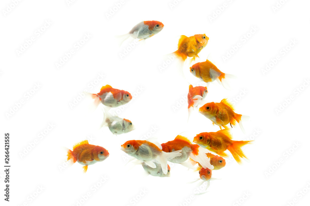 Goldfish carassius auratus white background Goldfish carassius auratus white background