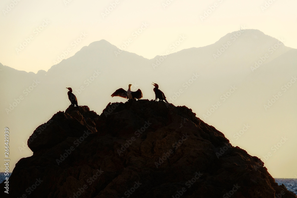 Silhouetted seabirds on rocks over mountains and dusk sky in Antalya, Turkey