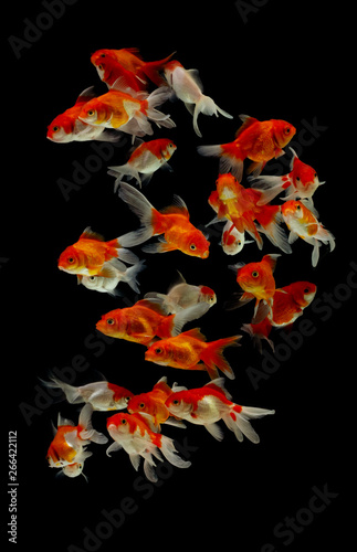 Goldfish carassius auratus black background