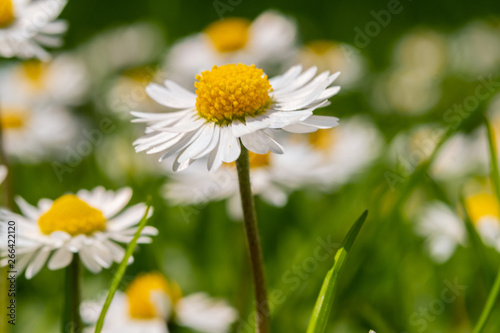 White and yellow spring flowers