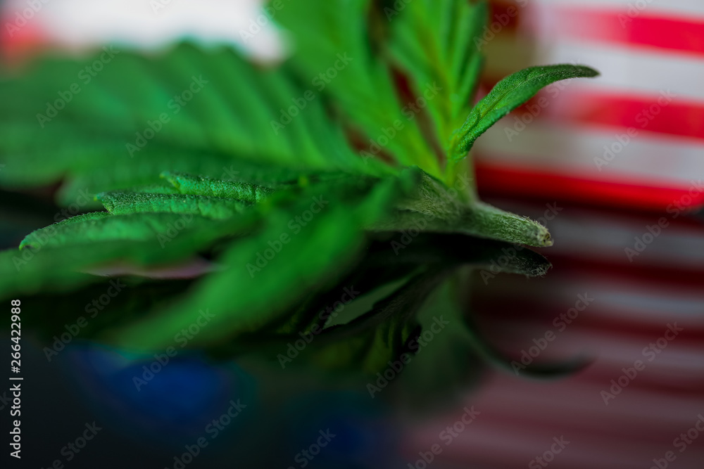 Medical Cannabis Leaf USA - green fresh marijuana leaf and American USA flag on the black mirroring background. Medical Cannabis Leaf USA - green fresh marijuana leaf and American USA flag on the black mirroring background.