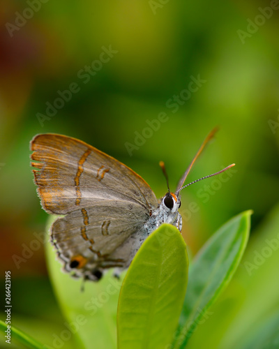 Beautiful wild colorful butterfly resting on plant. Insect macro. © Nurwijaya