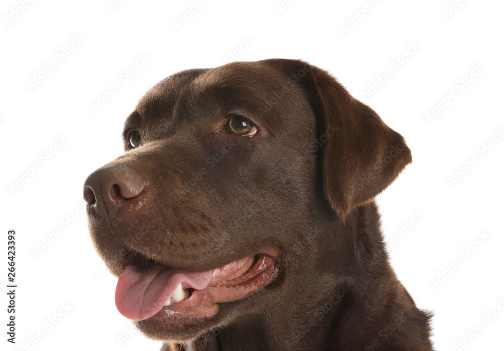 Chocolate labrador retriever on white background. Adorable pet Chocolate labrador retriever on white background. Adorable pet