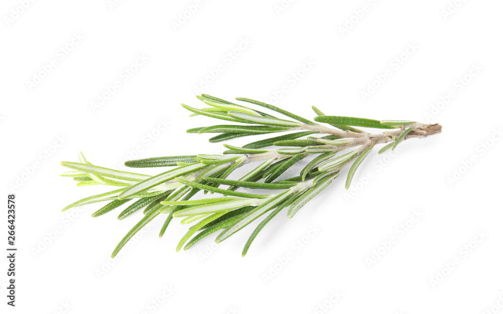 Fresh green rosemary twig on white background Fresh green rosemary twig on white background