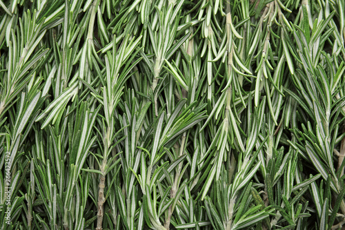 Fresh rosemary twigs as background, top view. Aromatic herb