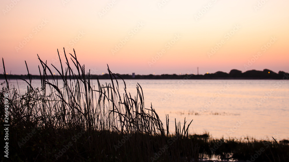 Silhouette of vegetation against a sunset sky. Blurry background of body of water. With copy space.
