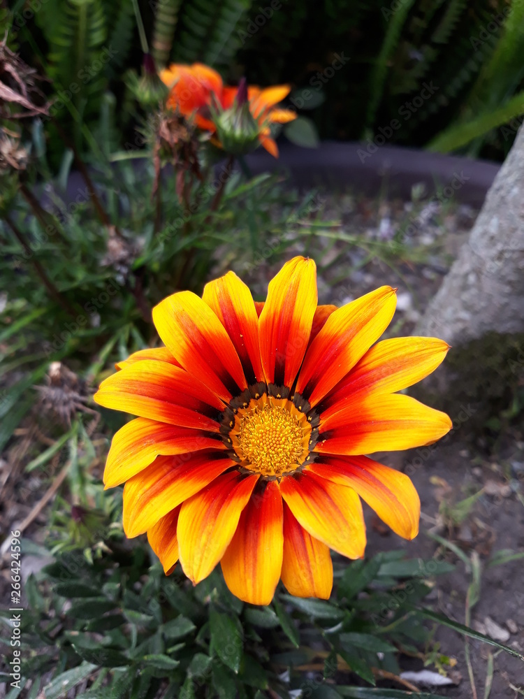 flor flor