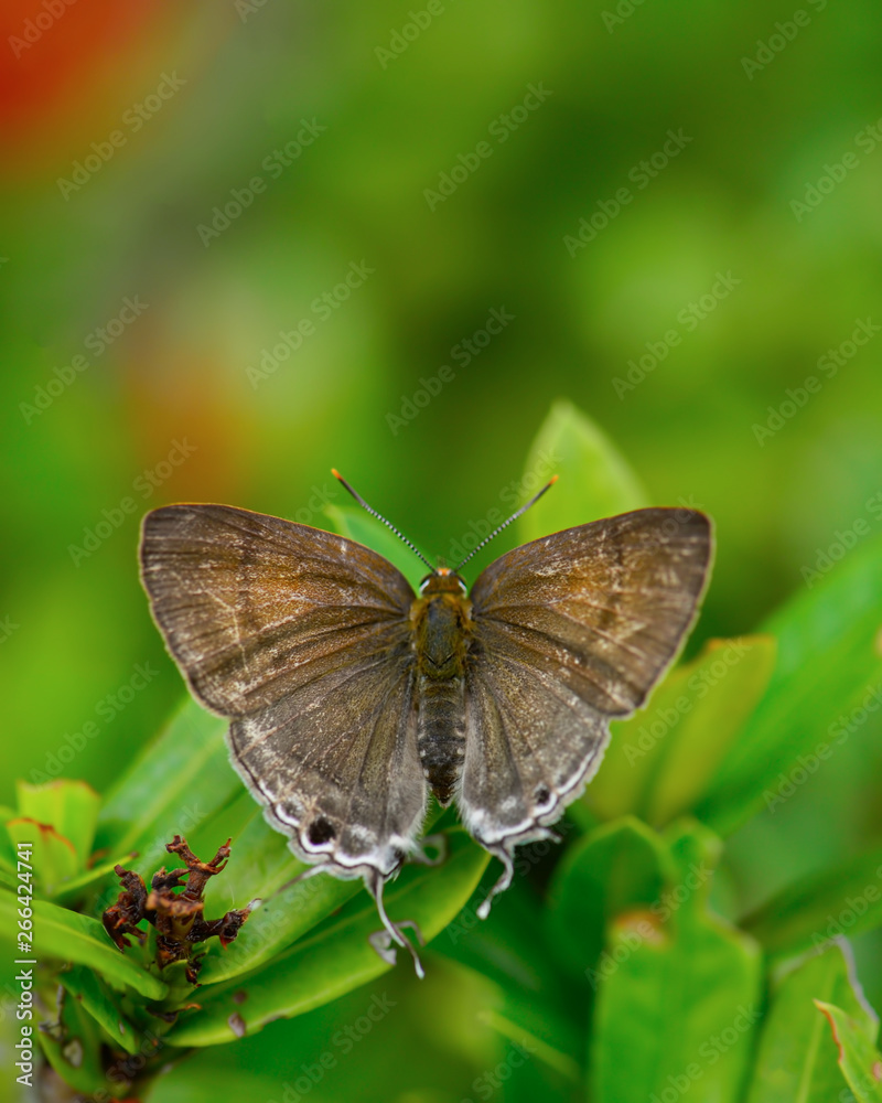 Beautiful wild colorful butterfly resting on plant. Insect macro.