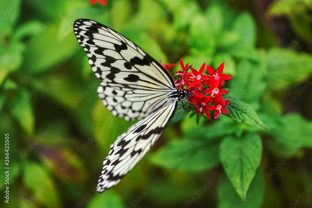 Obraz premium オオゴマダラ