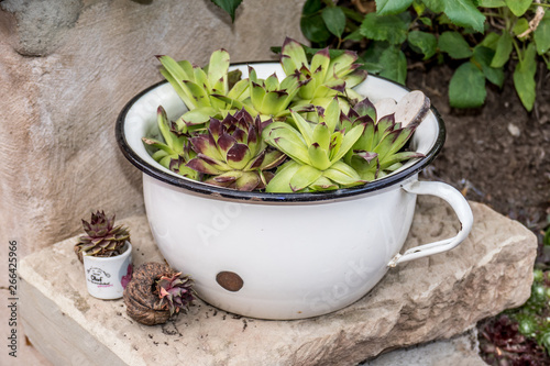 Garten Dekoration mit Semper vivum und Schneckenhäusern photo