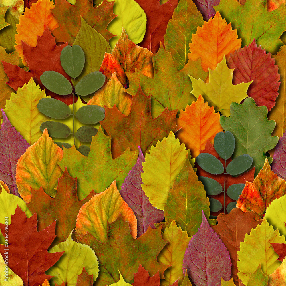 Fall leaves seamless pattern background. Autumn leaf colorful foliage.
