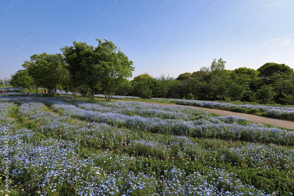 Fototapeta premium 馬見丘陵公園のネモフィラ